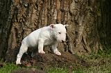 BULL TERRIER MINIATURE 293